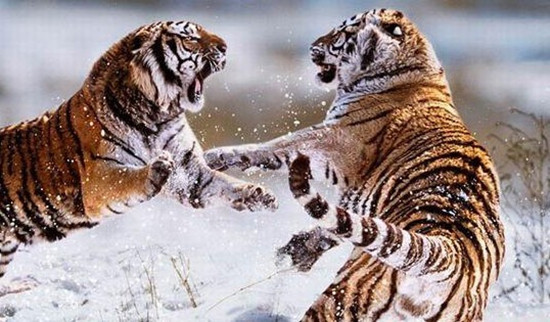 九游娱乐网站-北京联合拼搏，赢得生死战胜利